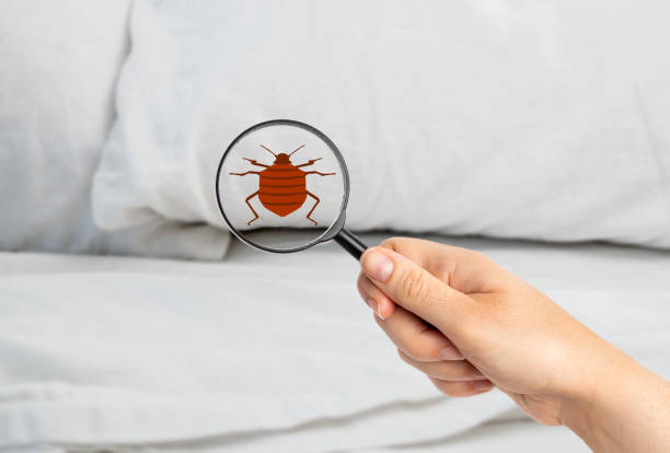 How To Wash Bed Bug Infested Laundry
