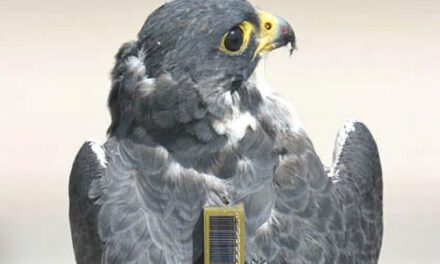How does Falcon Tracking Device come handy for Falconry?