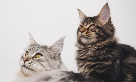Unveiling the Majestic Maine Coon: A Guide to the Gentle Giants