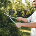 How Servicing Your Trees Can Affect Your Home’s Property Value