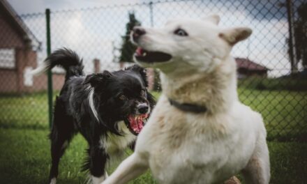 Legal Guidance with a Fairfax Dog Bite Lawyer