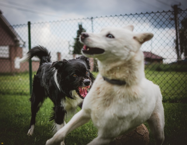 Legal Guidance with a Fairfax Dog Bite Lawyer